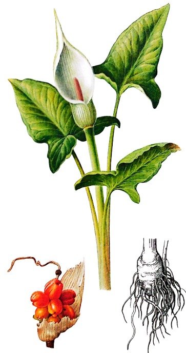 Arum tacheté